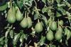 Israel: Höherer Avocado-Ertrag durch günstiges Klima und neues Marketingprojekt