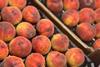 TR MDA Agro stonefruit