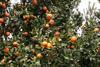 Israeli citrus growers could be affected by the boycott