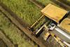 Sustainable agriculture