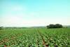 Sprout season debuts early