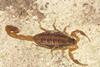 Scorpion Flickr