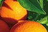 Oranges