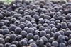 CL ChileanBlueberries