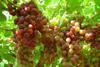 Temporary respite from headache in grape sector