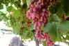 AU Mildura table grapes