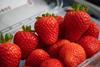 UC Eclipse strawberries
