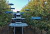 CL Tevel Flying Autonomous Robots Harvesting-Apples Unifrutti