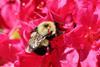 New bee attractant for top-fruit