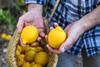Spain organic lemons B
