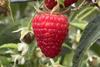 Malaika raspberries The Summer Berry Company and Advanced Berry Breeding