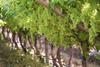 Hex River Valley table grapes Adobe Stock