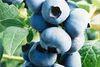 New blueberry research begins