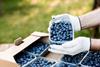 blaubeeren lufthansa cargo