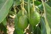 Chilean avocado exports to drop
