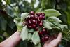 Cherry Growers Australia cherries production