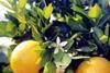 Disease adds to Florida citrus woes