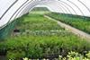 A Quintus glasshouse