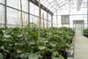 Monsanto greenhouse
