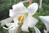 The Madonna lily should be able to capitalise on hailing from Israel at Easter