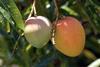 Indian mangoes 2