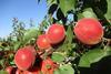 FR CREDIT Worldwide Fruit TAGS stonefruit Cot Delicot apricots