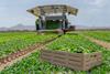 Tosca Food WOOD Look crate