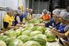 Fyffes global gender equality programme women packing melons