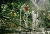 Rijk Zwaan Eternal.ag Harvester robot tomatoes