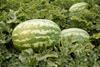 wassermelone syngenta