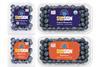 Sunspun brand redesign US blueberries