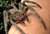 Brazilian wandering spider