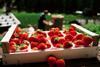 MEG strawberries Val Martello