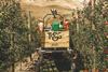 NZ Hawkes Bay Ebbett Orchard apples T&G Global TandG