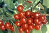 The Picota cherry benefitted from the Foods from Spain campaign