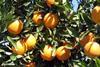 generic citrus