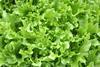 Val Nantais lettuce