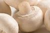 Champignons_Nahaufnahme_03.jpg