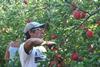 Seasonal apple pickers