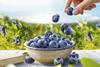 SanLucar blueberries Blue Wonders