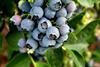 NZ blueberries