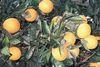 Israel storms ahead in citrus recovery