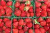 strawberries Winchester