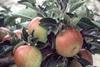 Top-fruit sector powers through with home grown
