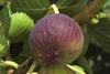 Bursa figs