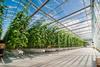 Glasshouse growers are particularly vulnerable to standing charge increases