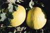 Spanish growers pressured