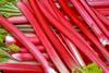 Rhubarb rained off