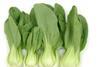 pak choi