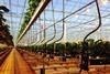 Driscolls assimilated light strawberry glasshouse